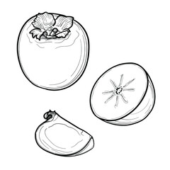 Hand drawn Persimmon, sketch. Persimmon set. Black and white. Vector illustration isolated on a white background.