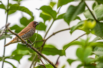 Fototapeta premium Scally Munia with grass for making nest