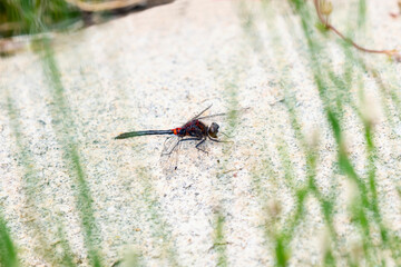 A Belted Whiteface (Leucorrhinia proxima) Dragonfly Perched on a Rock