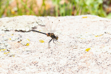 A Belted Whiteface (Leucorrhinia proxima) Dragonfly Perched on a Rock
