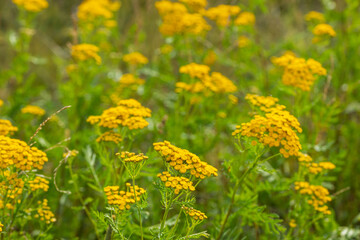 Obraz premium yellow tansy in the meadow