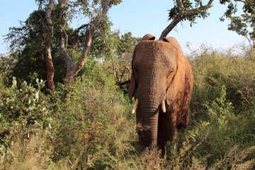 Afrikanischer Elefant / African elephant / Loxodonta africana