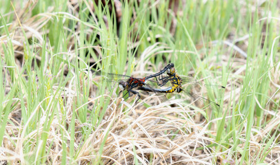 A Male and Female Belted Whiteface (Leucorrhinia proxima) Dragonfly Copulating While Perched on...