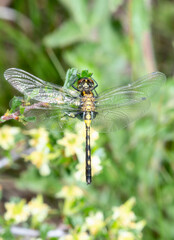 A Teneral Belted Whiteface (Leucorrhinia proxima) Dragonfly Perched on Vegetation