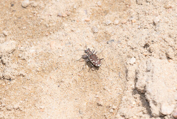 A Bronzed Tiger Beetle (Cicindela repanda) Perched on a Sandy River Bank