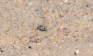 A Bronzed Tiger Beetle (Cicindela repanda) Perched on a Sandy River Bank