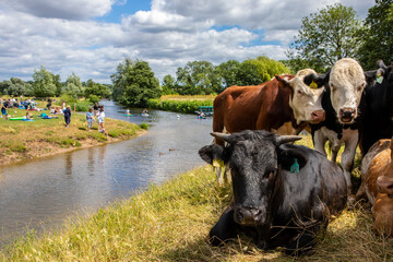 Cows on the Shore of the River Stour in Dedham, Essex
