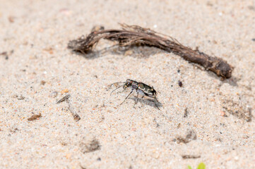 A Bronzed Tiger Beetle (Cicindela repanda) Perched on a Sandy River Bank