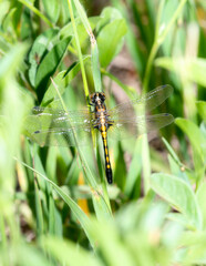 A Teneral Female Dot-tailed Whiteface (Leucorrhinia intacta) Dragonfly Perched on Vegetation