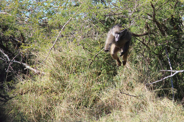 Bärenpavian / Chacma baboon / Papio ursinus...