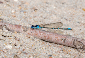 A Beautiful Bright Blue-ringed Dancer (Argia sedula) Damselfly Perched on a Log in Eastern Colorado