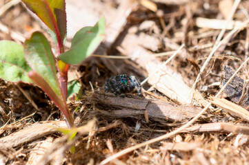 Bold Jumping Spider (Phidippus audax) with Colorful Fangs Perched on the Ground