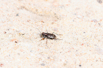 A Bronzed Tiger Beetle (Cicindela repanda) Perched on a Sandy River Bank