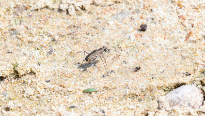 A Bronzed Tiger Beetle (Cicindela repanda) Perched on a Sandy River Bank