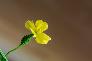 bitter melon flower (Momordica charantia)
