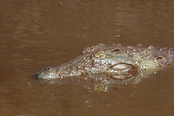 Nilkrokodil / Nile crocodile / Crocodylus niloticus