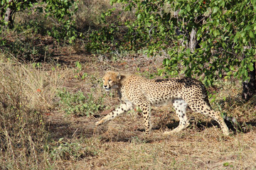 Gepard / Cheetah / Acinonyx jubatus.