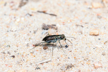 A Punctured Tiger Beetle (Cicindelidia punctulata) Perched on a Rocky Surface