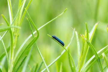 A Metallic Blue Rabbitbrush Beetle (Trirhabda nitidicollis) On Dried Vegetation