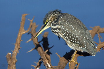 Mangrovenreiher / Green-backed heron / Butorides striatus