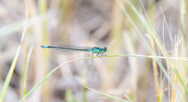 A Plains Forktail (Ischnura damula) Damselfly Perched on Vegetation in Colorado