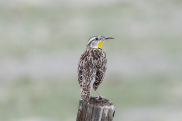 A Western Meadowlark (Sturnella neglecta) Perched on a Fence Post on the Plains and Grasslands of Colorado