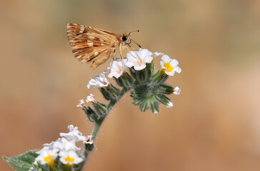  Large Grizzled Skipper