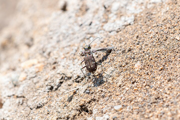 A Western Tiger Beetle (Cicindela oregona) Perched on the Sandy and Rocky Ground