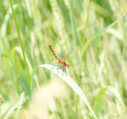 A White-faced Meadowhawk (Sympetrum obtrusum) Dragonfly Perched on Vegetation Soon After Emergence in Colorado