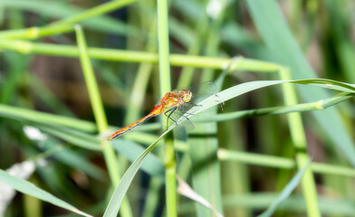 A White-faced Meadowhawk (Sympetrum obtrusum) Dragonfly Perched on Vegetation Soon After Emergence in Colorado