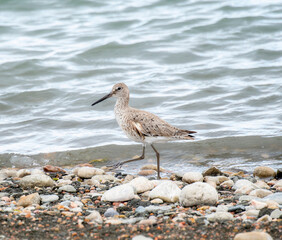 A Willet (Tringa semipalmata) Foraging on the Shoreline of a Small Lake During Migration