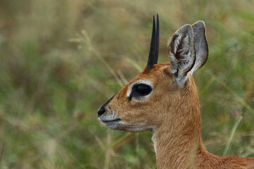 Afrikanischer Steinbock / Steenbok / Raphicerus campestris