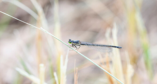 A Western Forktail (Ischnura perparva) Damselfly Perched on Dried Vegetation