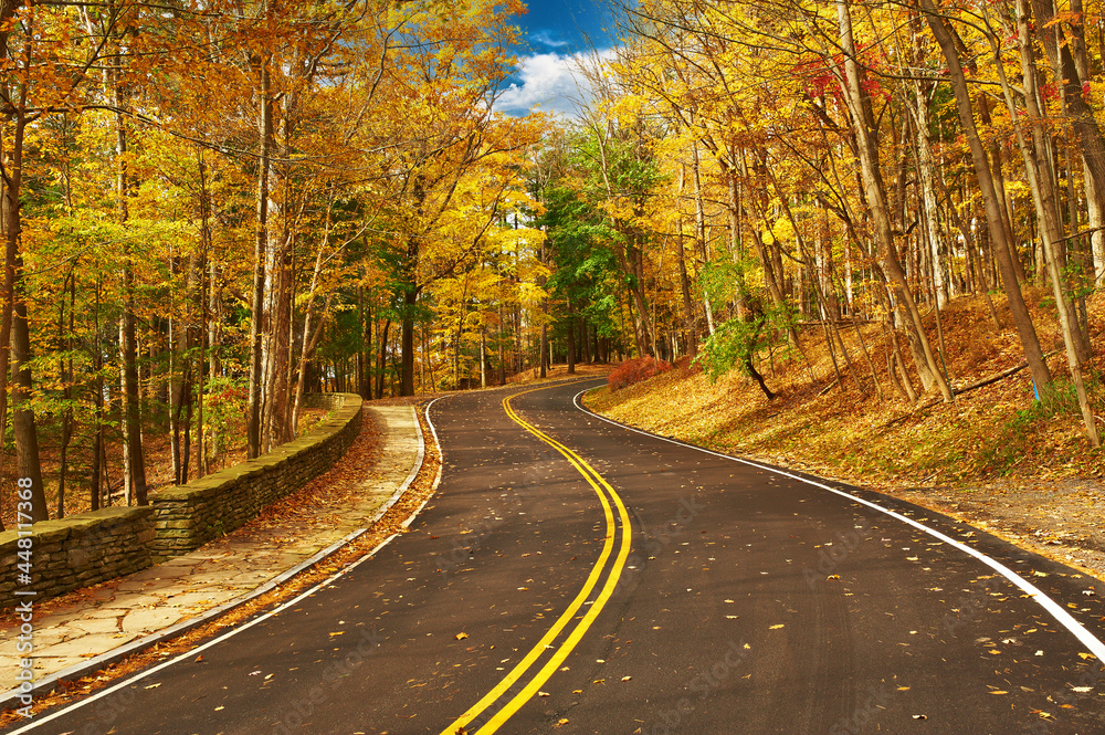 Canvas Prints autumn scene with road in forest