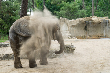 Un éléphant se jette de la terre sur son dos avec sa trompe pour se protéger du soleil