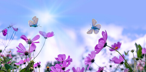 Garden flowers are pink cosmea,cosmos flowers with blue butterflies on the background of a blue sky with white clouds.Beautiful natural background of panoramic view. Landscape wide format, copy space.