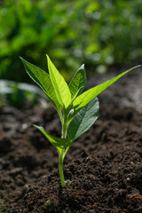 A green tree sapling on the ground in the sunlight in spring.The concept of forest conservation, the environment, the Earth Day holiday.Close-up, selective focus