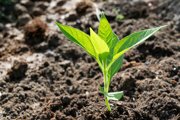 A green tree sapling on the ground in the sunlight in spring.The concept of forest conservation, the environment, the Earth Day holiday.Close-up, selective focus