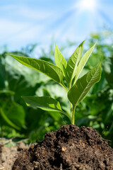 A green tree sapling on the ground in the sunlight in spring.The concept of forest conservation, the environment, the Earth Day holiday.Close-up, selective focus