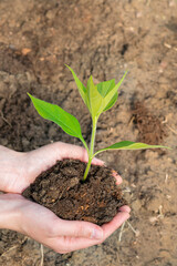 A green sapling of a tree with earth in the sunlight in female hands against the background of the earth, nature.The concept of forest conservation, the environment, the Earth Day holiday.Close-up