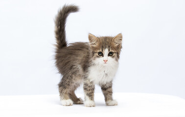 fluffy kitten in full growth