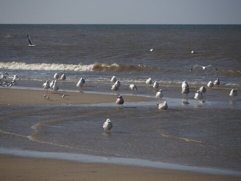 Silberm&ouml;wen, lari argentati, gulls