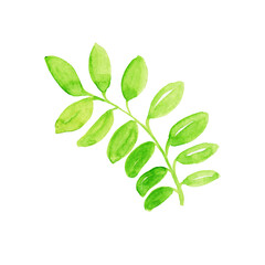 Fototapeta premium Watercolors, green leaves, blue leaf, flowers on a branch. Olive, tropical, field branches.Illustration for wedding design, invitations and postcards.