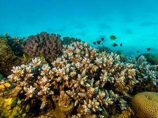 A riot of colours on the reefs of the Red Sea