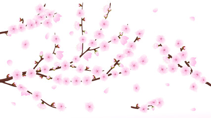 Japanese sakura stem branch seasonal exotic cherry tree twig. Romantic orchard springtime cherry flower blossom decorative design element vector illustration isolated on white background