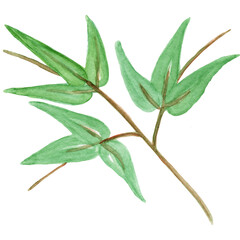 Watercolors, green leaves, blue leaf, flowers on a branch. Olive, tropical, field branches.Illustration for wedding design, invitations and postcards.