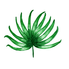 Watercolors, green leaves, blue leaf, flowers on a branch. Olive, tropical, field branches.Illustration for wedding design, invitations and postcards.