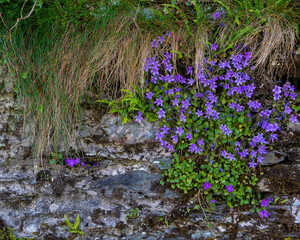 Purple Wild Flowers on a Wall in Polperro, Cornwall
