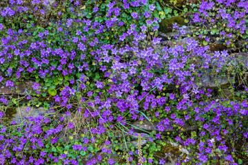 Fototapeta premium Purple Wild Flowers on a Wall in Polperro, Cornwall