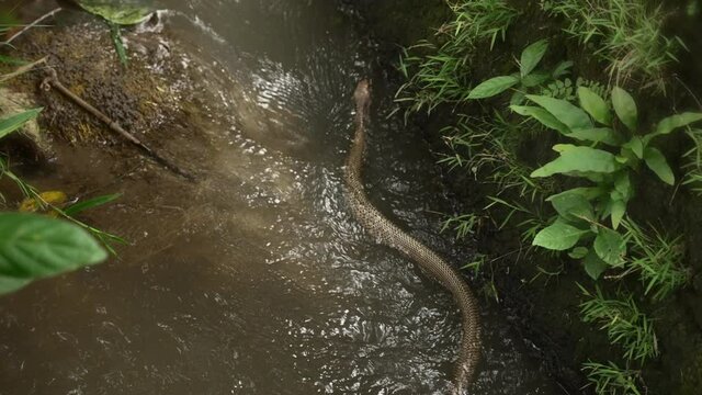 A large chain viper with bright glittering scales, swims and wriggles against the current in a mountain river. A poisonous dangerous snake in a stormy river with green leaves and grass on the edges.